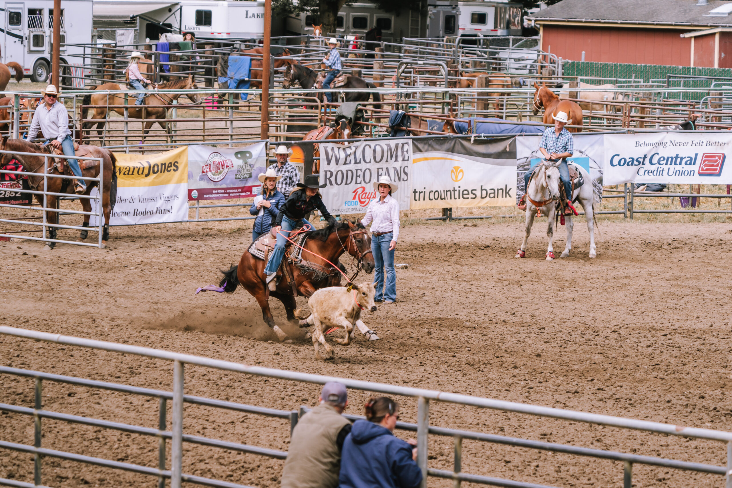 A young cowgirl ropes a steer during the Fortuna Rodeo.
